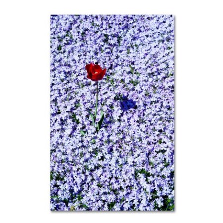 Kurt Shaffer 'One Red Tulip' Canvas Art,12x19